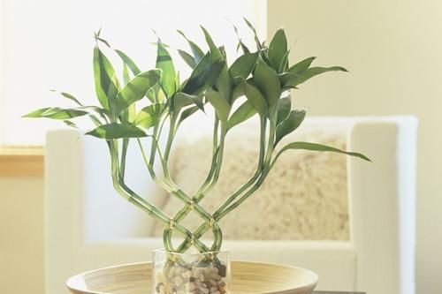 Bí mật phong thủy của việc trồng cây phát lộc không phải ai cũng biết