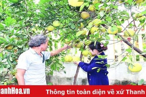 Phát triển 'nóng' cây ăn quả: Những vấn đề đặt ra