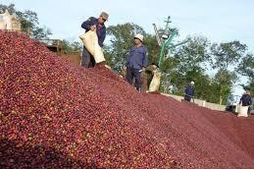 Giảm tổn thương cho kinh tế nông nghiệp