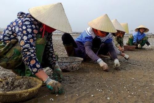 Huyện Quảng Xương (Thanh Hóa): Gần Tết, dân lao đao vì ngao chết trắng
