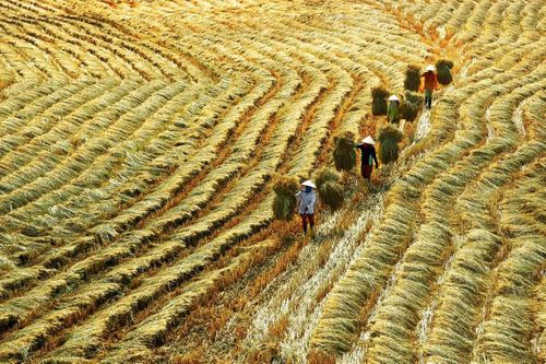 Không để nông dân 'tự bơi'