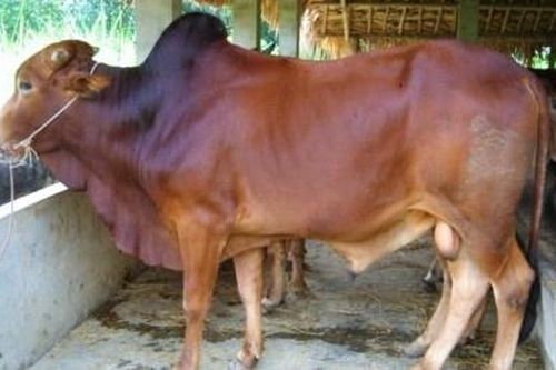 Trộm xẻ thịt bò để lại nội tạng và xương