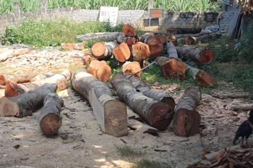 Đang làm rõ vụ khai thác gỗ Lim ở huyện Bá Thước