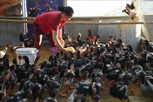 Tuyên Quang: Gà đỏ Đồng Dầy – Thương hiệu làm giàu của xã An Khang