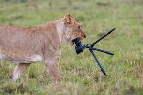 Ảnh động vật: Sư tử cả gan ăn trộm camera