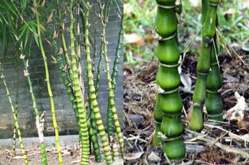 5 loại cây trồng trước nhà hút may mắn, mang tài lộc tới