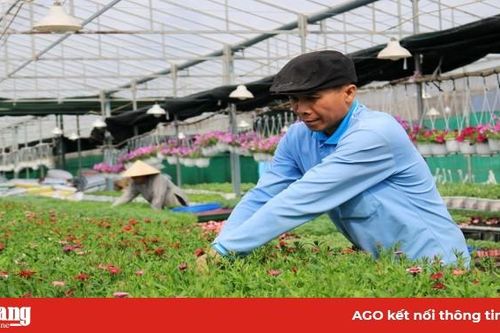 Thăm vườn hoa công nghệ cao