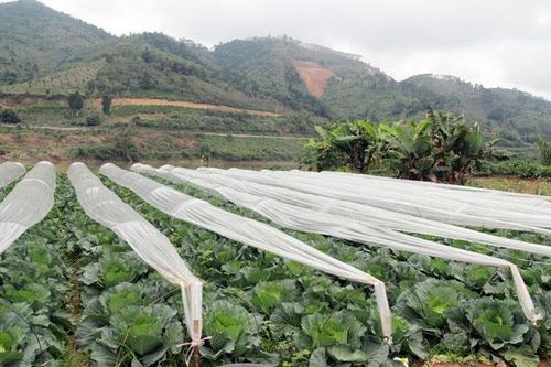 Tập trung chống rét cho cây trồng vụ đông