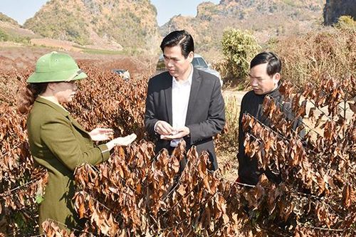 Đồng chí Chủ tịch UBND tỉnh kiểm tra tình hình thiệt hại do rét đậm, rét hại tại Thành phố