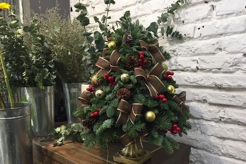 Cây xứ lạnh tiền triệu hút khách trước Noel
