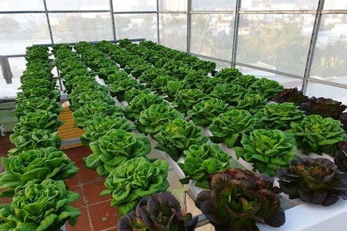Vườn rau sân thượng, toàn cây 'khổng lồ' của ông bố đảm Nha Trang