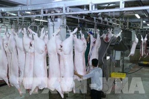 Ngăn chặn chống xuất lậu lợn