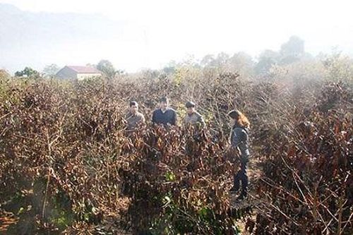 Sơn La: Trên 3.500 ha cây trồng bị thiệt hại do rét đậm