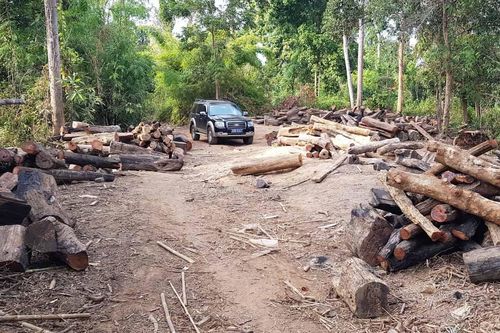 Những cánh rừng biên giới vẫn bị xâm hại