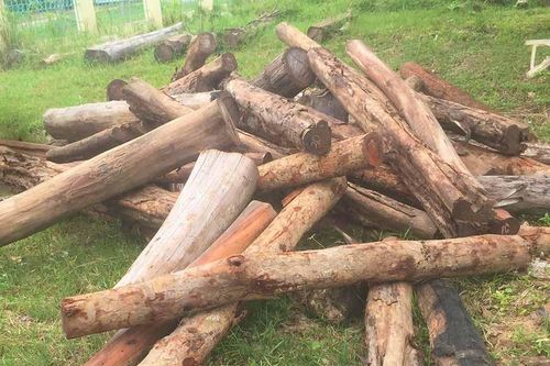 Ia Pa: Phát hiện 3 vụ tàng trữ lâm sản trái phép