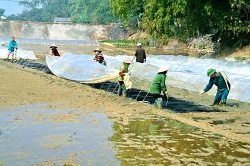 Nho Quan: Tập trung xuống giống trà lúa đông xuân sớm