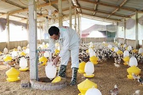 Đưa cán bộ trẻ về làm việc tại Hợp tác xã: 'Luồng gió mới' cho kinh tế tập thể