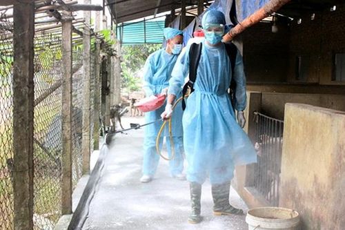 Bước đầu khống chế dịch tả lợn châu Phi