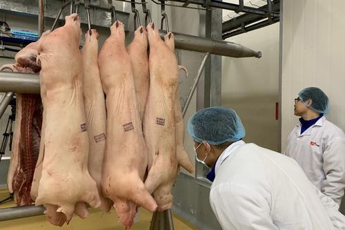 Thịt lợn 280 ngàn/kg, nhập khẩu tăng 100% vẫn không đủ ăn