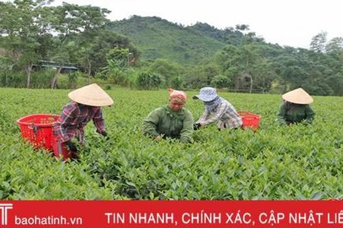 Người trồng chè Hương Sơn 'bỏ túi' gần 51 tỷ đồng từ chè búp