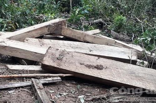 Vụ phá rừng ở Kon Plông: Tại hiện trường có 101 hộp gỗ