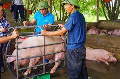 Giá lợn hơi tăng 'chóng mặt' 10.000 đồng/kg trong một tuần, Hà Nội lệnh cấm 'găm hàng'