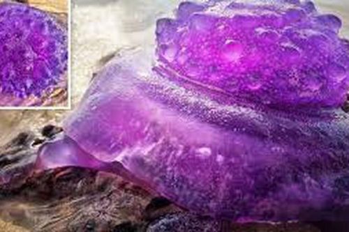 Đi dạo biển gặp 'thạch quỷ' kỳ dị, phấn khích khám phá sự thật...