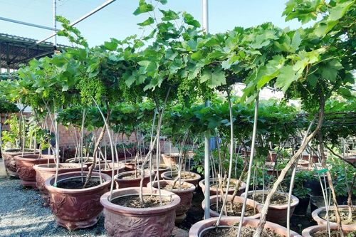 Chi 5 triệu mua nho cảnh 'siêu phẩm' về trưng Tết