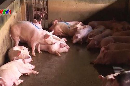 Bộ NN&PTNT kiểm tra nguồn cung thịt lợn