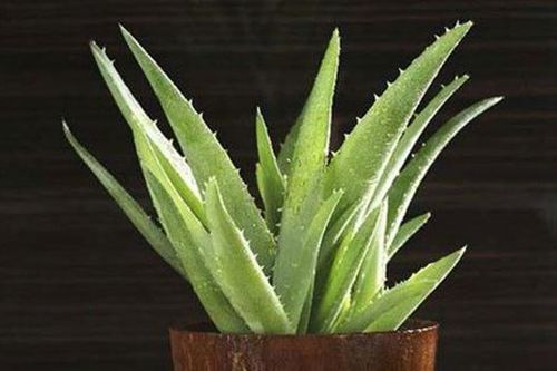 Trong bếp trồng ngay cây này, tiền thi nhau đổ ào ào