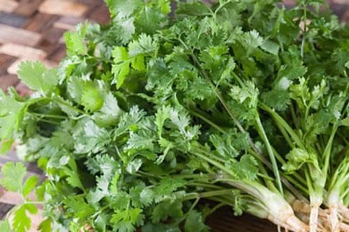 Rau mùi nhỏ nhưng cực tốt nếu bạn ăn đúng cách