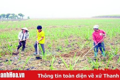 Nâng cao vai trò của các HTX kiểu mới trong phát triển vùng mía thâm canh