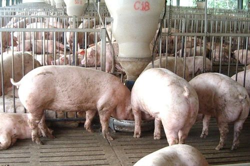 Yêu cầu báo cáo Thủ tướng tình hình giá thịt lợn