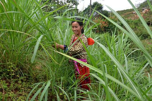 Tủa Chùa tăng cường phòng, chống đói rét cho gia súc