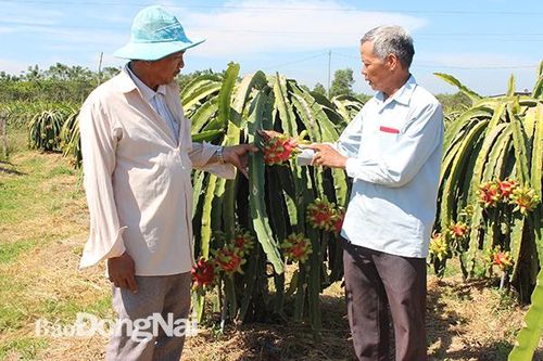 Tìm đầu ra cho 'thủ phủ' thanh long