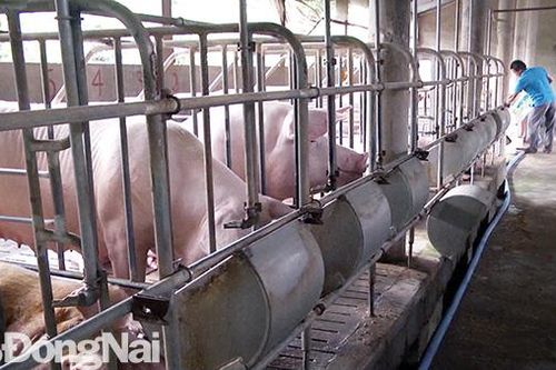 Xuân Lộc công bố hết dịch tả heo châu Phi ở 11 xã, thị trấn
