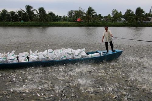 Giá cá tra nguyên liệu giảm