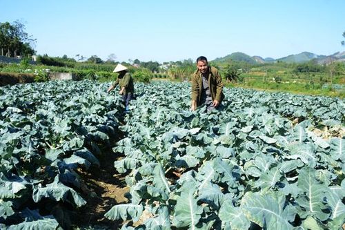 Hiệu quả sản xuất vụ đông ở Đại Phú