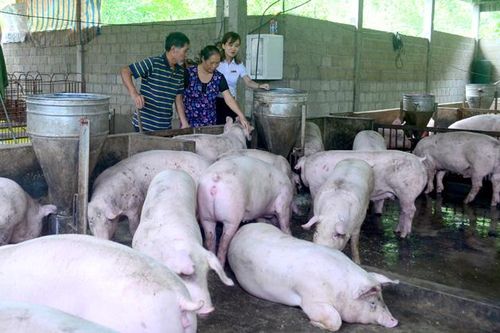 Agribank Chiêm Hóa 'dẫn vốn' phát triển kinh tế