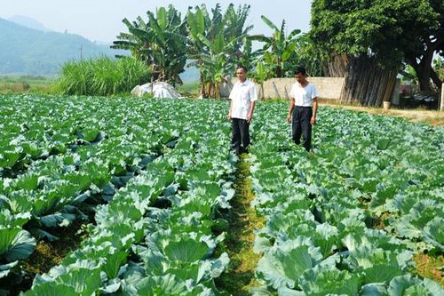 Đảng mạnh bắt nguồn từ chi bộ tốt