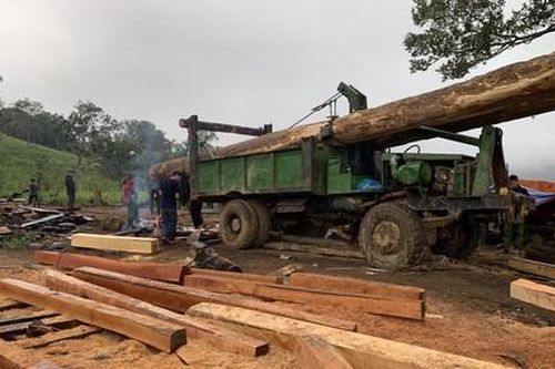 Phá rừng quy mô lớn ở vùng giáp ranh Đắk Lắk - Khánh Hòa