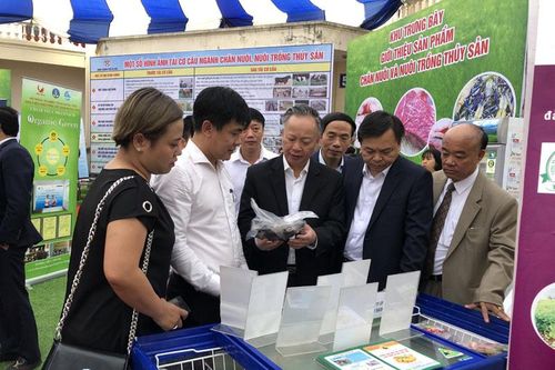 Hà Nội có 3.800 trang trại chăn nuôi quy mô lớn ngoài khu dân cư