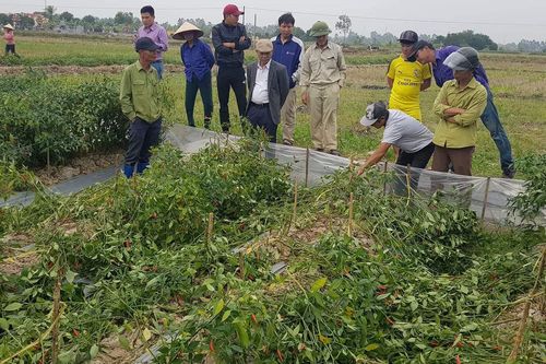 Ruộng ớt của nông dân chuyên tố cáo tiêu cực bị phá hoại