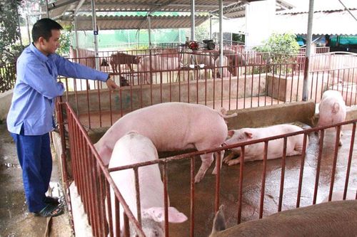 Tái cơ cấu ngành chăn nuôi, nuôi trồng thủy sản: Đòn bẩy ứng dụng công nghệ cao