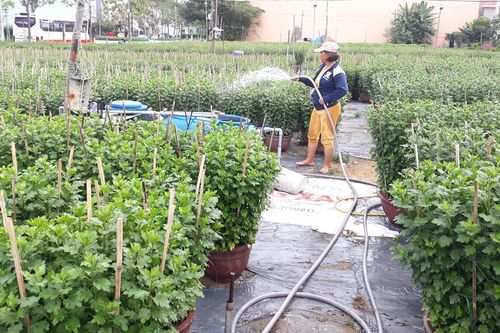 Thời tiết đang ủng hộ người trồng hoa