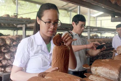 Hiệu quả từ dự án trồng nấm lim xanh