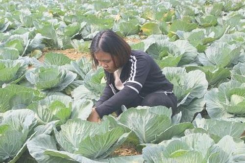HTX Thanh niên Năng Khả: Tiếp sức cho những ước mơ làm giàu của thanh niên DTTS