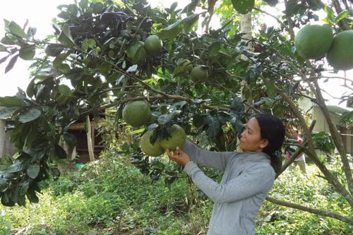 Khánh Hòa: Hỗ trợ phát triển sản xuất giúp đồng bào giảm nghèo hiệu quả