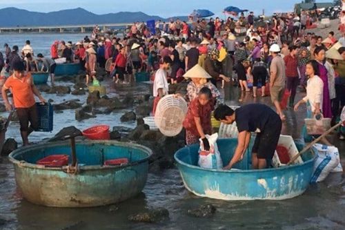 Sáng tinh mơ rủ nhau đi chợ cá Nhượng
