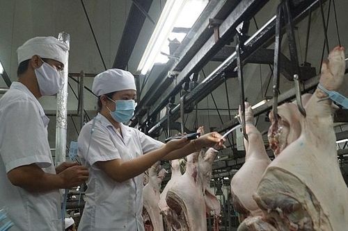 Giải pháp nào bình ổn thị trường thịt heo?